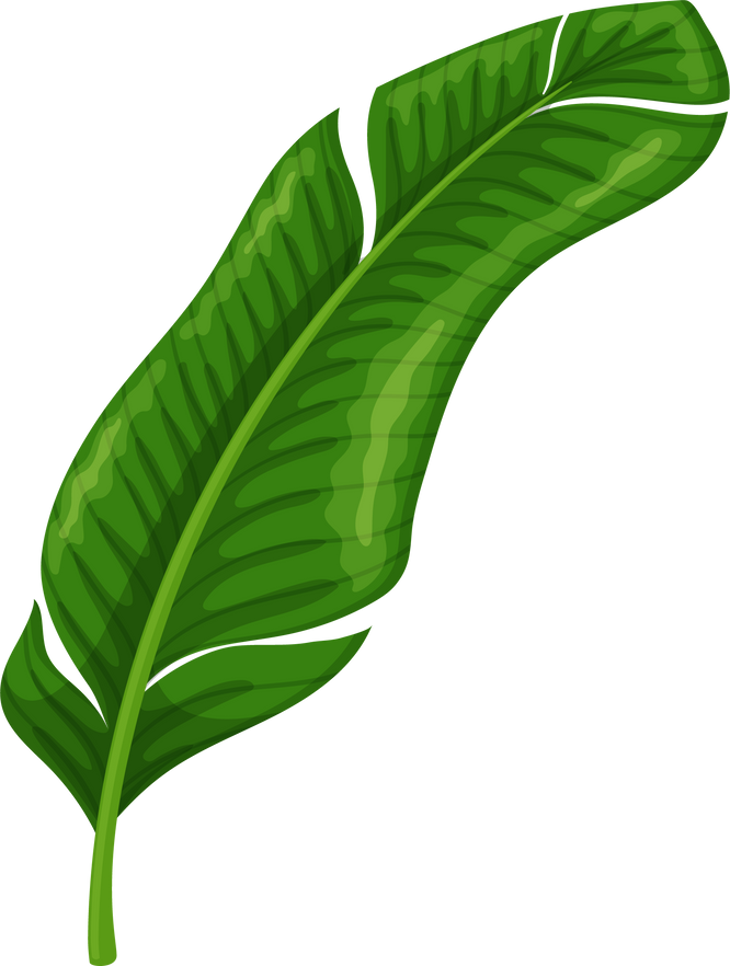 Banana leaf, tropical leaves